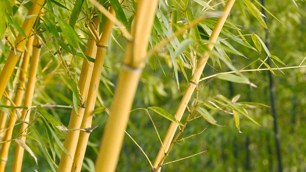 Close up of a bamboo hedge.