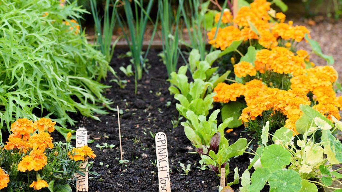 Veggie patch with plants growing