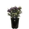 1.9L Hebe Diosmifolia Mauve