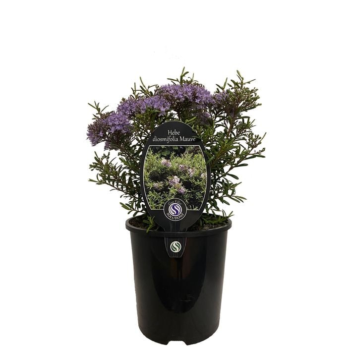 1.9L Hebe Diosmifolia Mauve