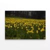 Flowers in a Meadow during spring  Print 100% Australian Made 150 x 100cm  (Stretched)