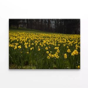Flowers in a Meadow during spring  Print 100% Australian Made 150 x 100cm  (Stretched)