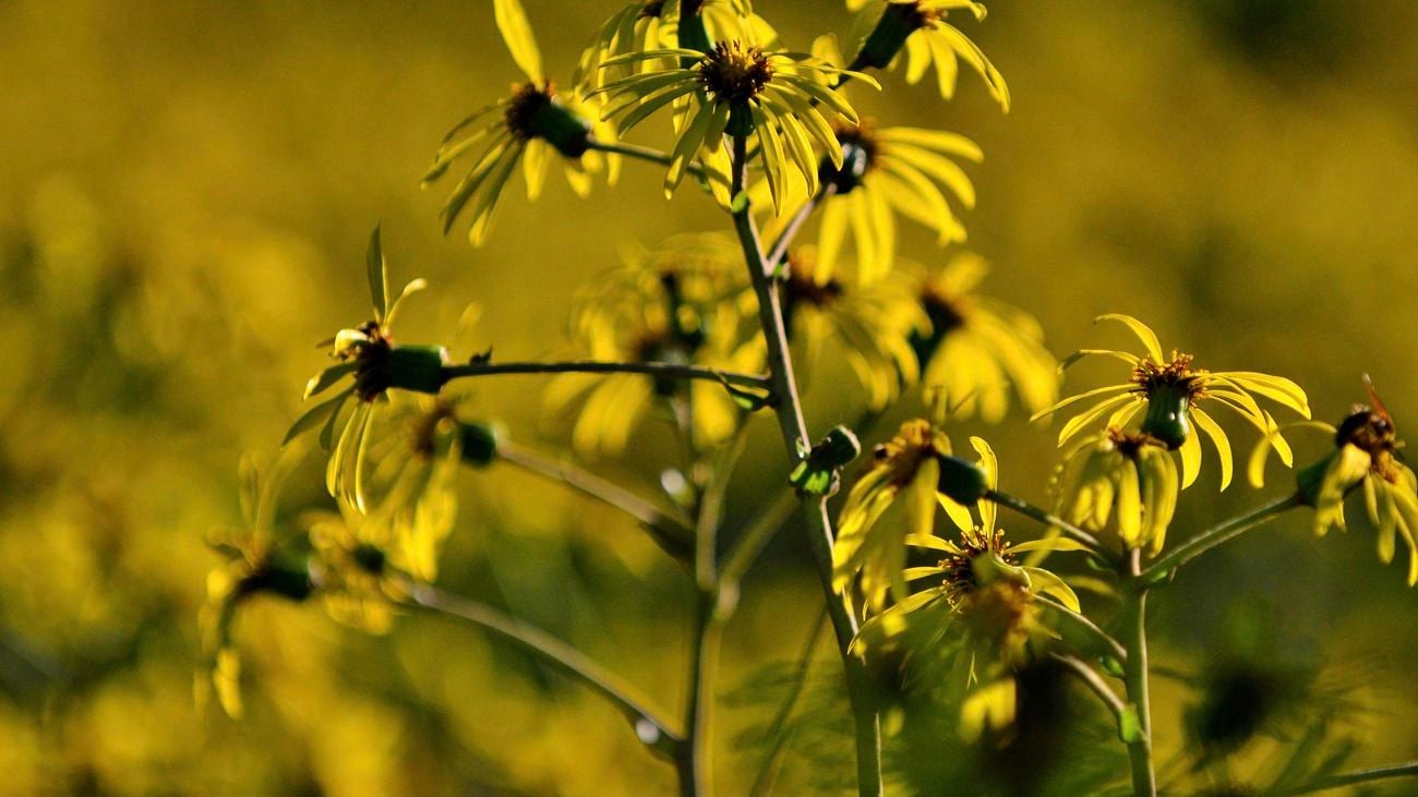 close up shot of the yellow flowers of the leopard plant