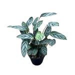 120mm Ctenanthe Setosa