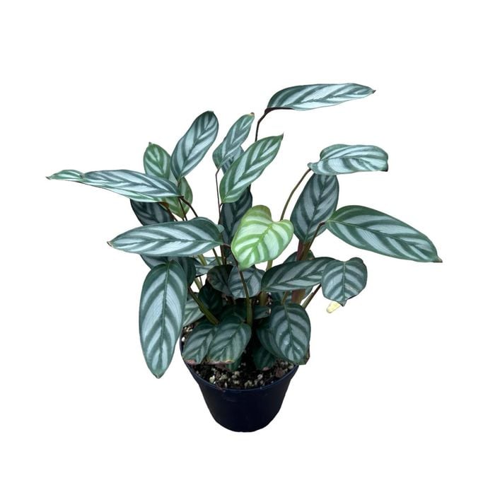 120mm Ctenanthe Setosa