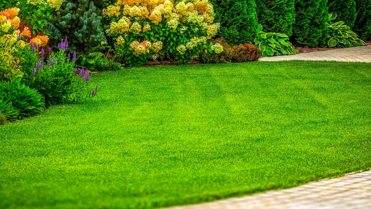 Closeup image of green grass in residential yard