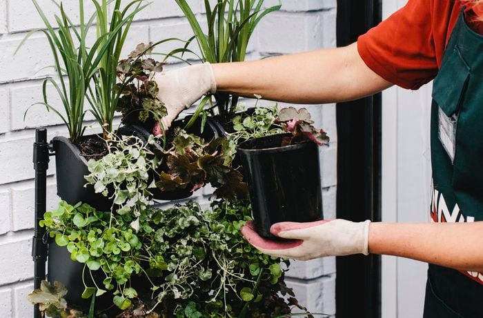 A plant being transferred from a pot into a vertical garden planter