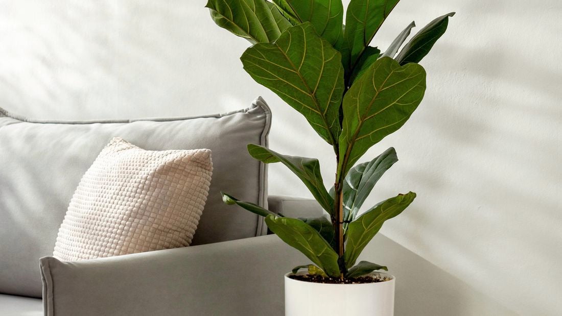 Potted fiddle-leaf fig plant beside a sofa.