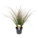 140mm Orange Sedge - Carex testacea