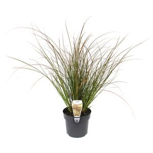 140mm Orange Sedge - Carex testacea