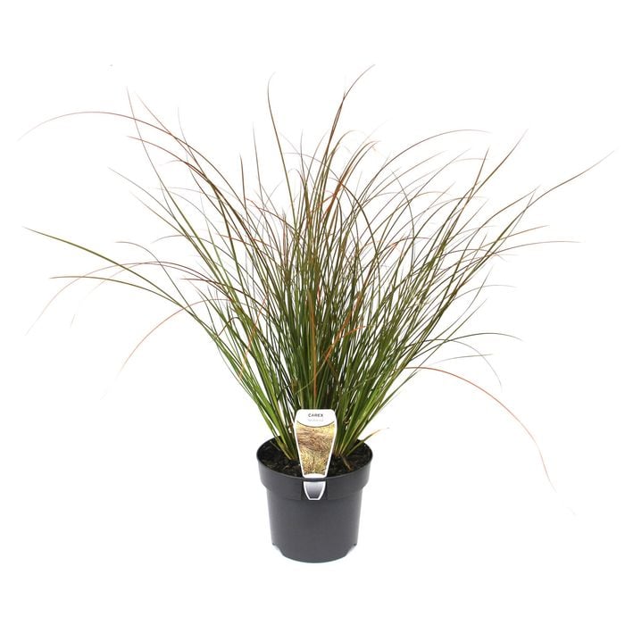 140mm Orange Sedge - Carex testacea