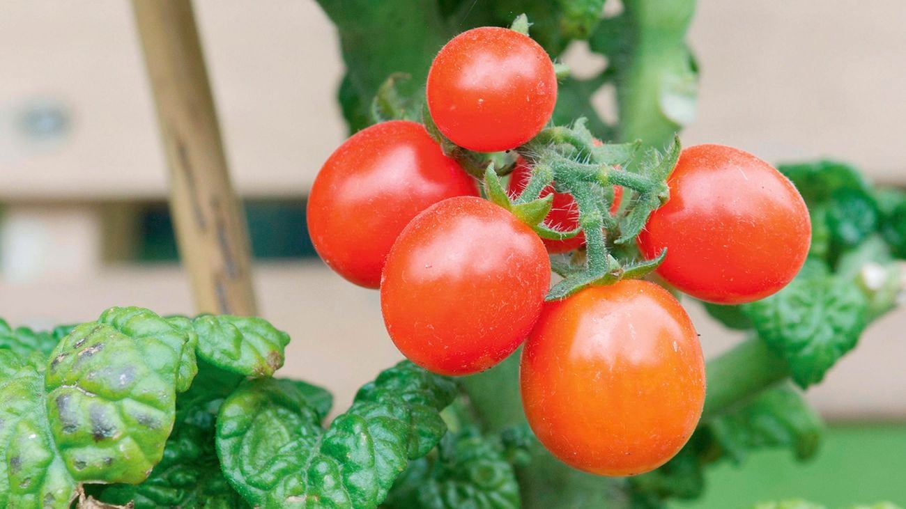 Ripe red tomatoes hanging on a plant.