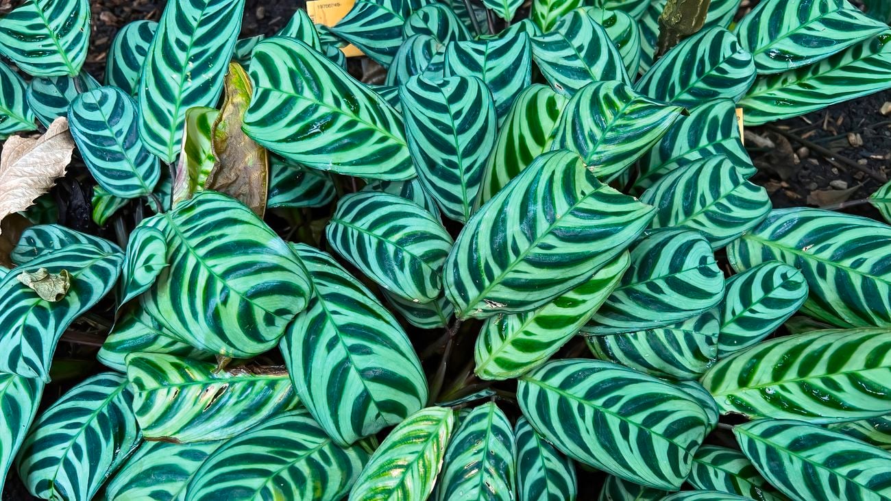 A Ctenanthe burle-marxii plant with pale-green, oval-shaped leaves with a lush, deep-green herringbone overlay.