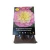 Yarra Valley Bulbs Dahlia Sugartown Sunrise - 1 Pack