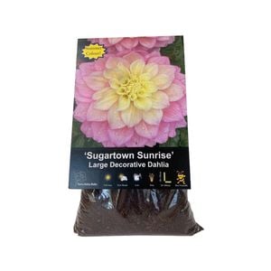Yarra Valley Bulbs Dahlia Sugartown Sunrise - 1 Pack