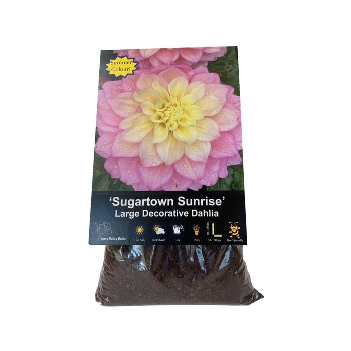 Yarra Valley Bulbs Dahlia Sugartown Sunrise - 1 Pack