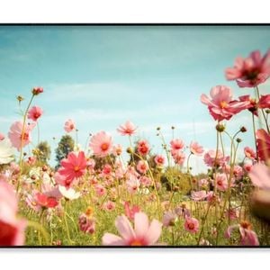 Cosmos Flower Blossom in Garden  Print 100% Australian Made 90x60cm  (Poster)
