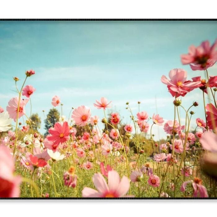 Cosmos Flower Blossom in Garden  Print 100% Australian Made 90x60cm  (Poster)
