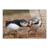 Atlantic Puffin Cliffs  Print 100% Australian Made 90 x 60cm  (Acrylic)