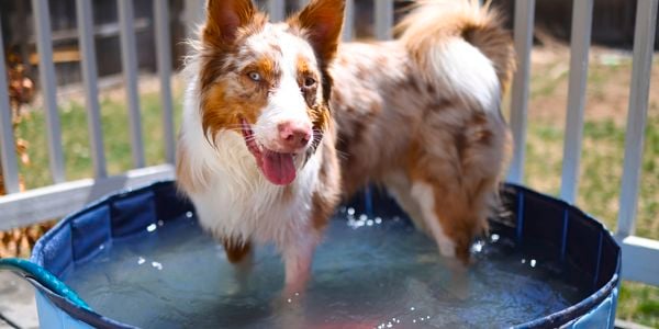 Why dogs love Charlie's Pet Pool 