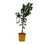 200mm Mardarin Honey Murcott
