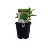 95mm Mint Common - Mentha spicata