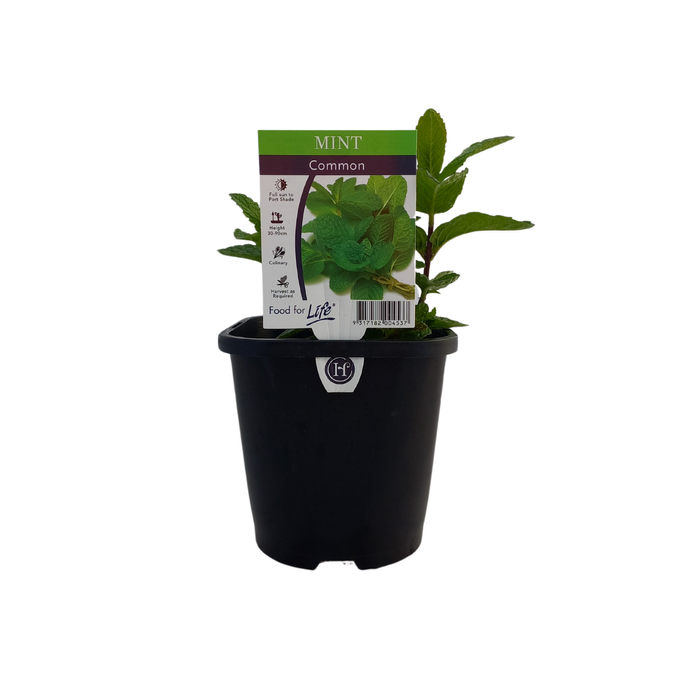 95mm Mint Common - Mentha spicata