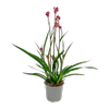 130mm Kangaroo Paw - Anigozanthos Bush Gems
