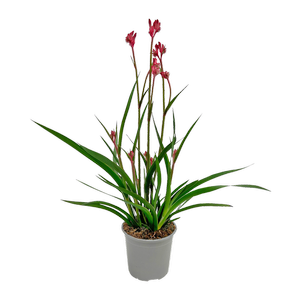 130mm Kangaroo Paw - Anigozanthos Bush Gems