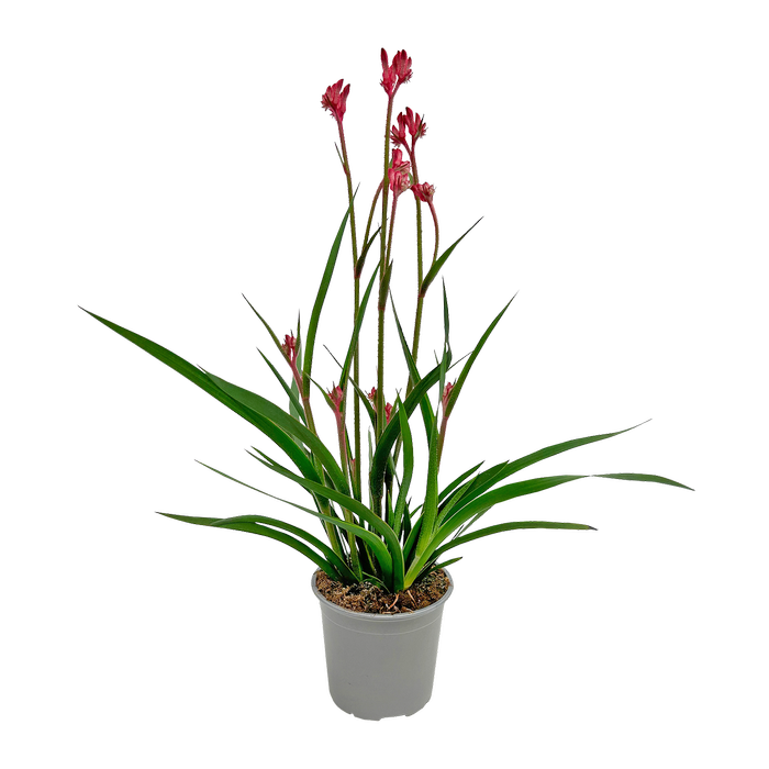 130mm Kangaroo Paw - Anigozanthos Bush Gems