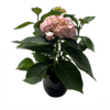 150mm Hydrangea - Hydrangea macrophylla In Ceramic Pot