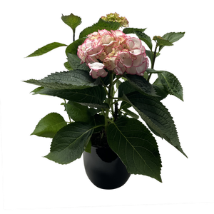 150mm Hydrangea - Hydrangea macrophylla In Ceramic Pot