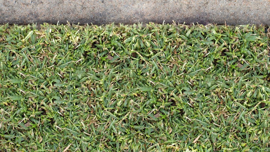 Grass growing next to cement path.