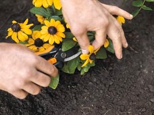 hand using pruner to strip thorns from a green plant