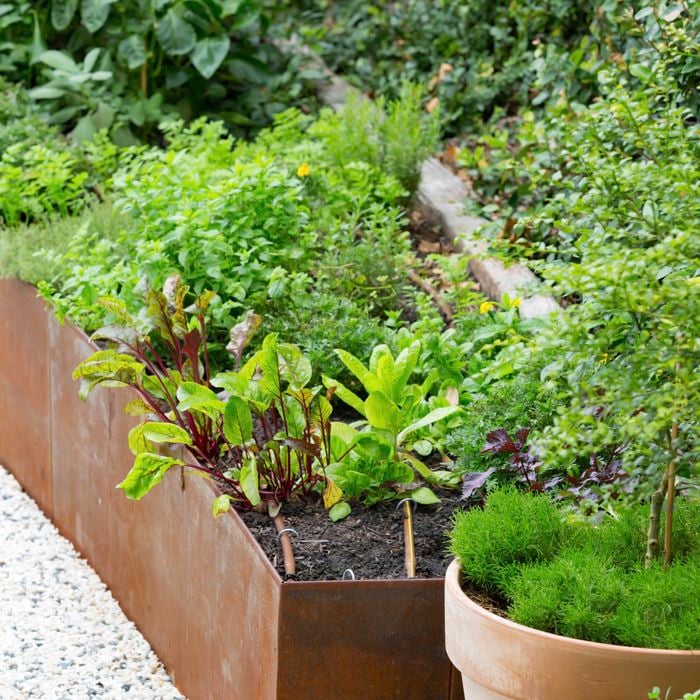 Salad plantation in an edging garden bed, with lettuce and tomato plantation and flowers.