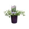 140mm Flowerburst White - Sutera cordata