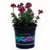 1.5L Nemesia - Nemesia bordeaux