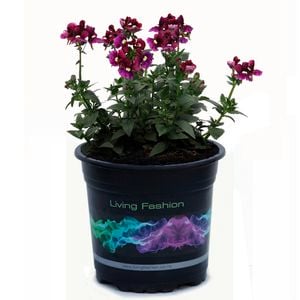 1.5L Nemesia - Nemesia bordeaux