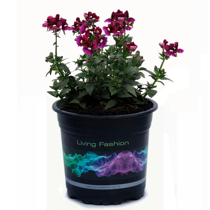 1.5L Nemesia - Nemesia bordeaux