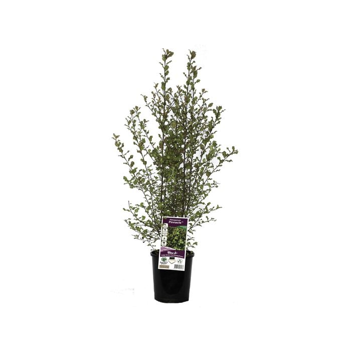 140mm Pittosporum Pinnacle - Pittosporum tenuifolium