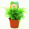 60mm Assorted Indoor Foliage