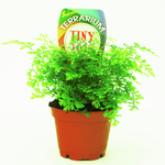 60mm Assorted Indoor Foliage