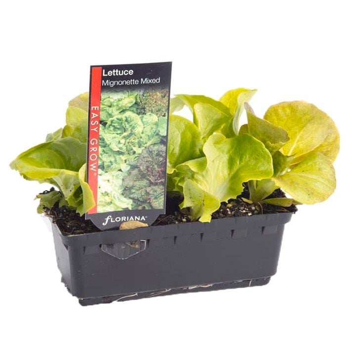 Lettuce Mignonette Mixed Punnet - Lactuca sativa
