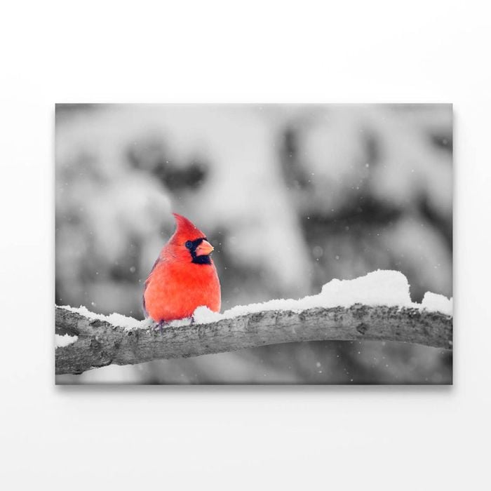 B&W Red Bird Winter View  Print 100% Australian Made 50 x 40cm  (Acrylic)