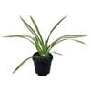 1.3L Yellow Wave Flax - Phormium yellow Wave 