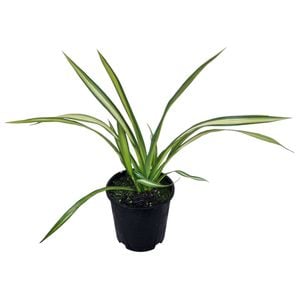 1.3L Yellow Wave Flax - Phormium yellow Wave 