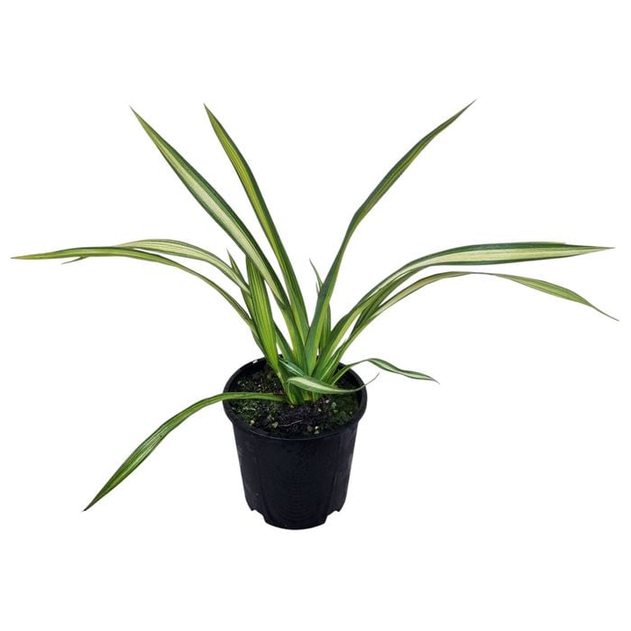 1.3L Yellow Wave Flax - Phormium yellow Wave 