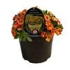 Gardening Solutionz 14cm Calipetite Apricot Dream 