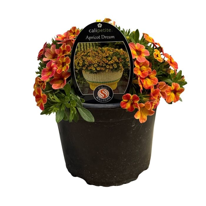 Gardening Solutionz 14cm Calipetite Apricot Dream 