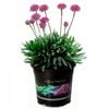 2.5L Dreameria Dreamland - Armeria pseudarmeria